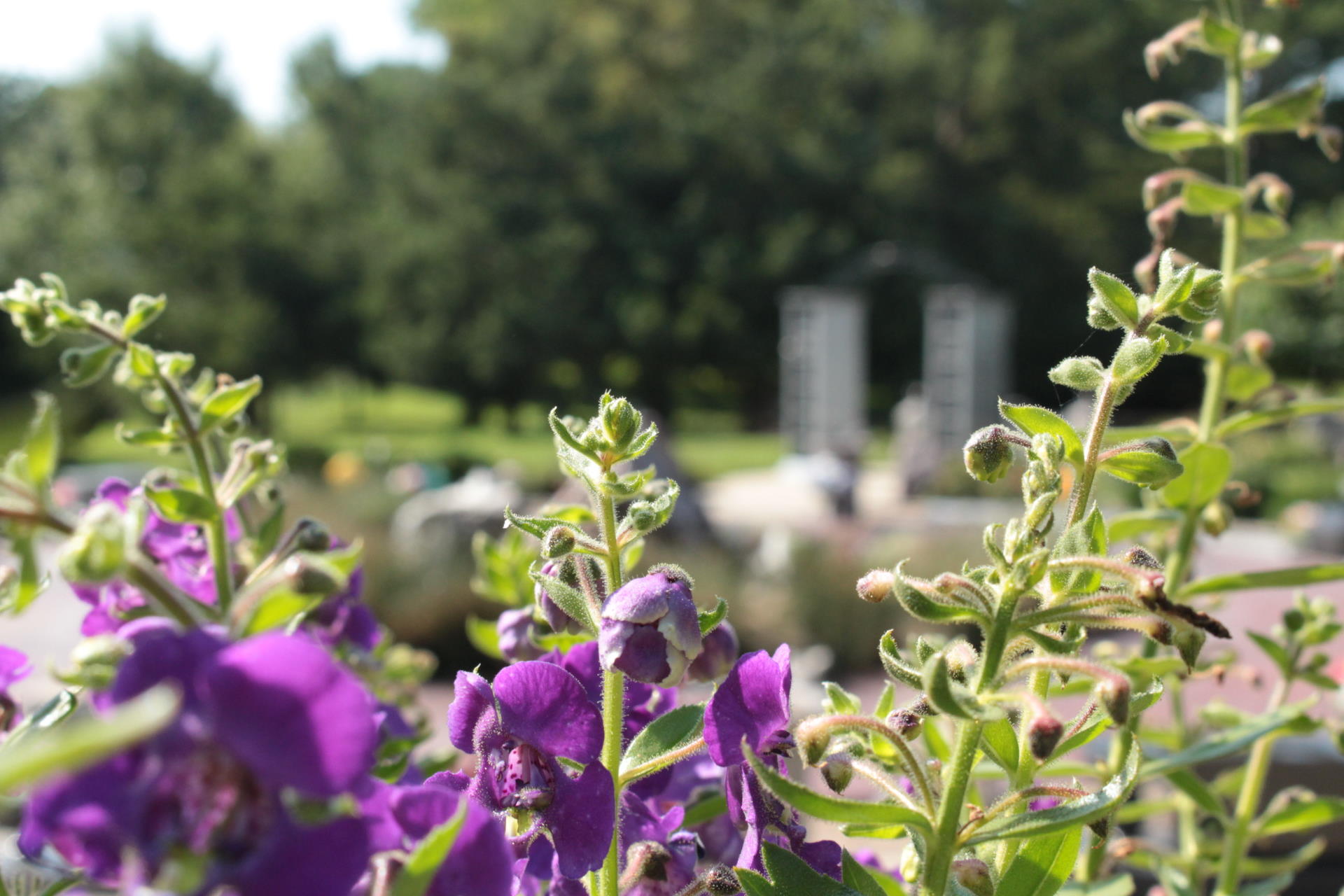 flower-view-2